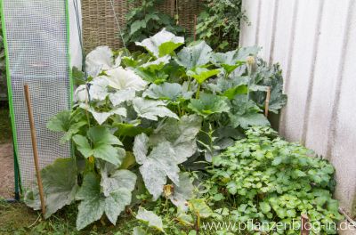 Zucchini mit Mehltau-Befall