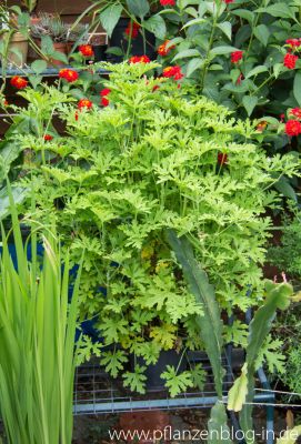 Zitronengeranie (Pelargonium graveolens)