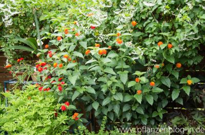 Wandelröschen (Lantana camara)