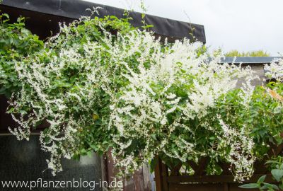 Schlingknöterich (Fallopia baldschuanica)