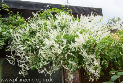 Schlingknöterich (Fallopia baldschuanica)