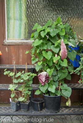 Aristolochia fimbriata & grandiflora