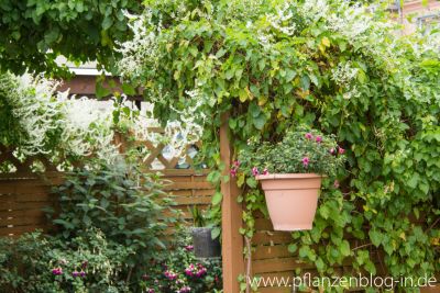 Schlingknöterich (Fallopia baldschuanica)