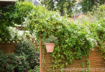 Schlingknöterich (Fallopia baldschuanica)