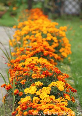 Studentenblume (Tagetes) 