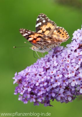 Distelfalter (Vanessa cardui)