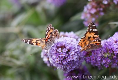 Distelfalter (Vanessa cardui)