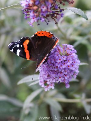 Admiral (Vanessa atalanta)