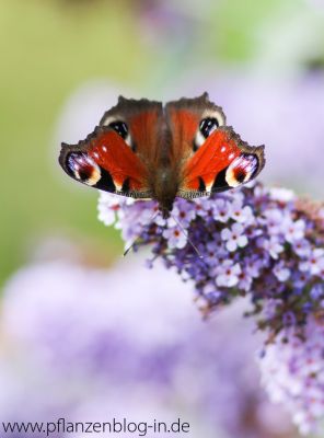 Tagpfauenauge (Inachis io) 