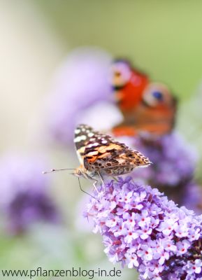 Distelfalter (Vanessa cardui)