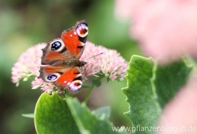 Tagpfauenauge (Inachis io) 