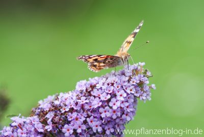 Distelfalter (Vanessa cardui)