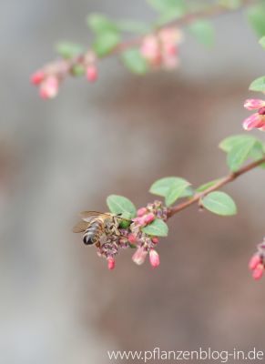 Biene an der Niedrigen Purpurbeere