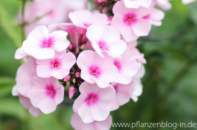 Hoher Stauden-Phlox (Phlox paniculata)