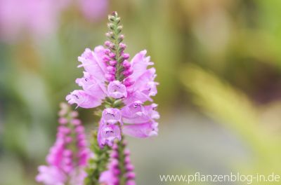  Gelenkblume (Physostegia virginiana)