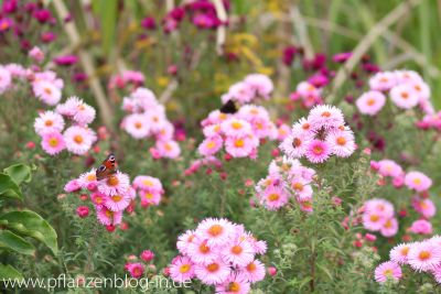 Berg-Aster (Aster amellus)