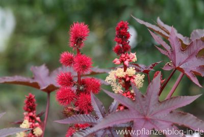 Wunderbaum (Ricinus communis)