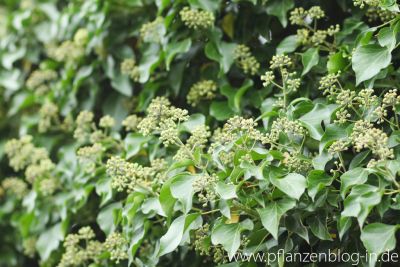 Blühender Efeu (Hedera)