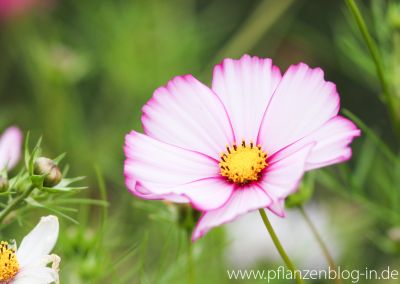 Schmuckkörbchen (Cosmos bipinnatus)