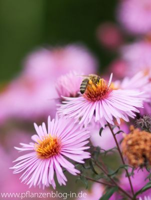 Biene an Gartenaster