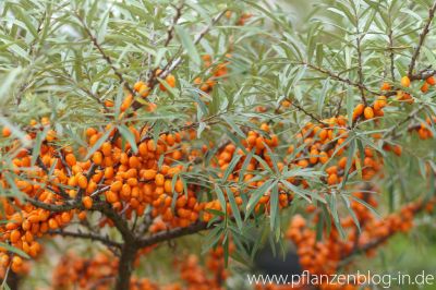 Sanddorn (Hippophae rhamnoides)