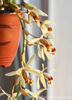 Coelogyne massangeana