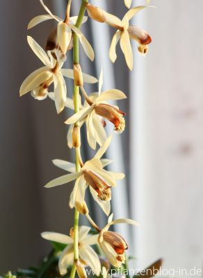 Coelogyne massangeana