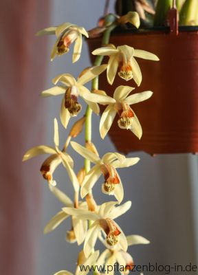 Coelogyne massangeana