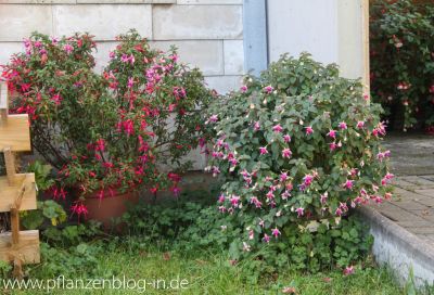 Fuchsien in Vollblüte