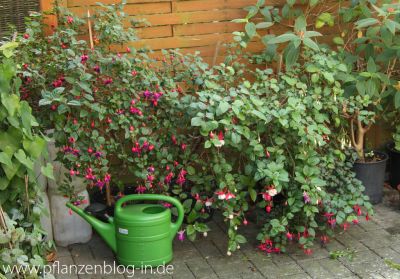 Fuchsien im November