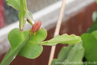Knospe am Blattkaktus (Epiphyllum)