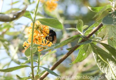 Hummel am Schmetterlingsflieder