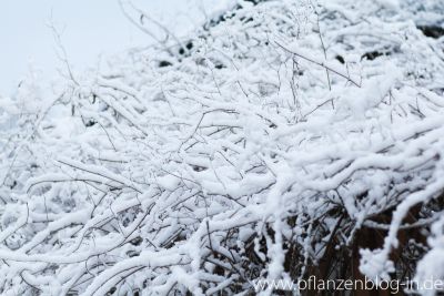 Schlingknöterich mit Schnee