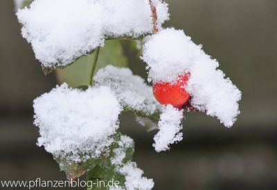 Eingeschneite Rosenfrucht