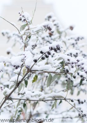 Schnee auf Schmetterlingsflieder