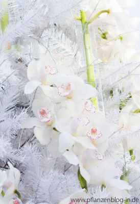 Cymbidium-Orchidee, Messe Frankfurt