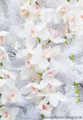 Cymbidium-Orchidee, Messe Frankfurt