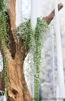 Senecio herreianus, Messe Frankfurt