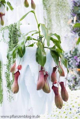 Nepenthes, Messe Frankfurt