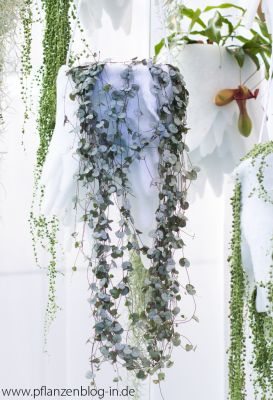 Ceropegia woodii, Messe Frankfurt
