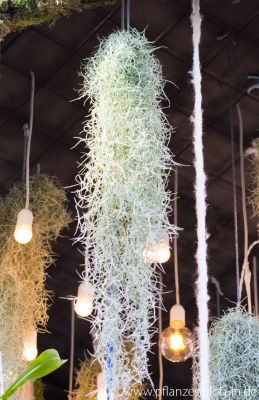 Tillandsia usneoides, Messe Frankfurt