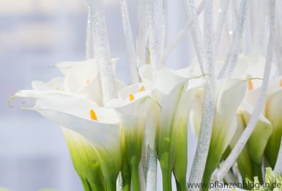 Weiße Callas, Messe Frankfurt