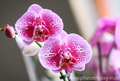 Phalaenopsis Hybride