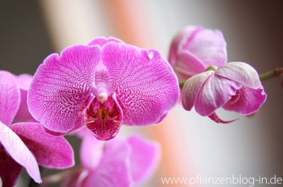 Phalaenopsis Hybride