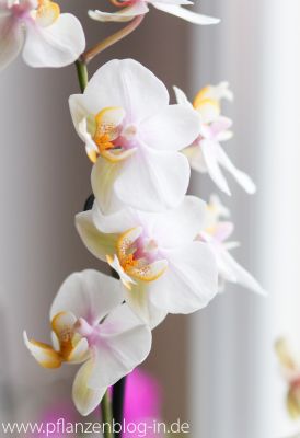 Phalaenopsis Hybride