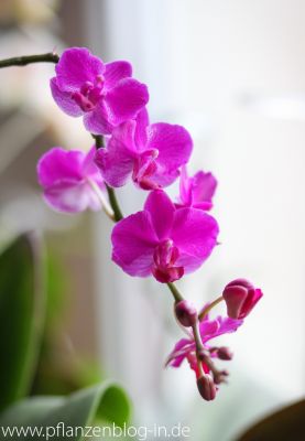 Phalaenopsis Hybride