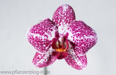 Phalaenopsis Hybride