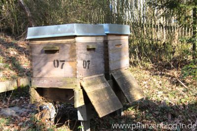 12er Dadant Beuten