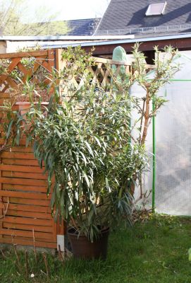 Überwinterter Oleander