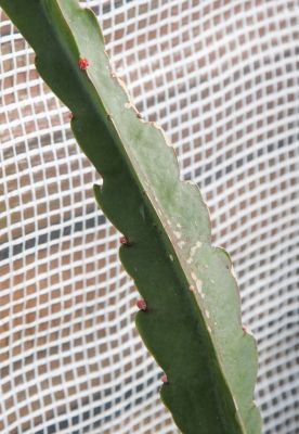 Knospen am Blattkaktus